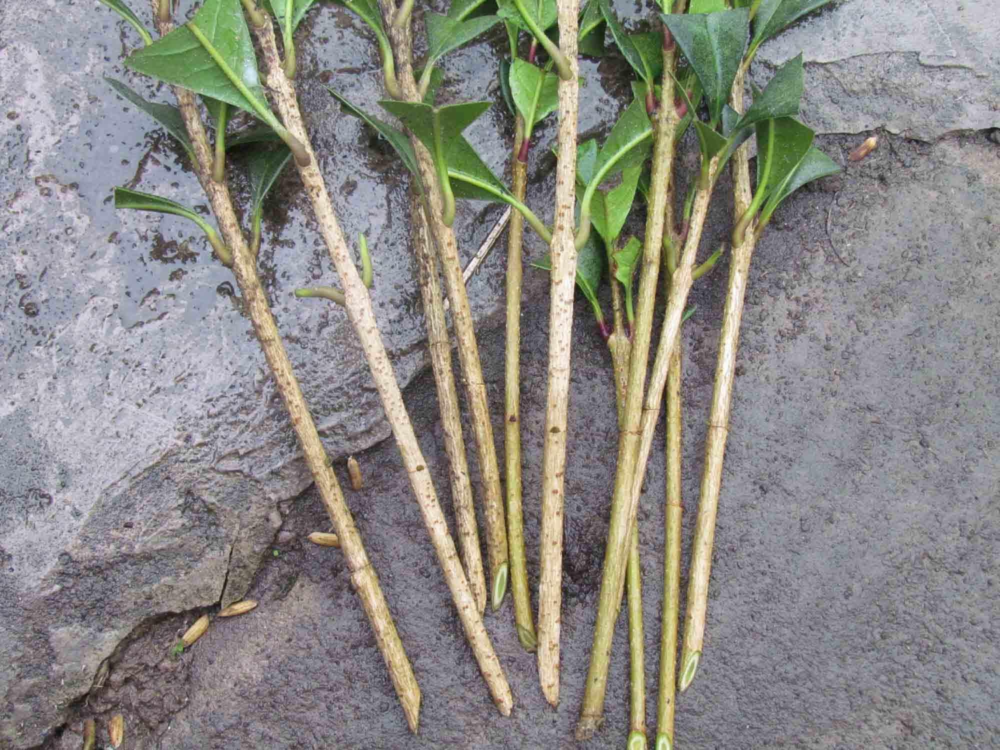 山茶花的根茎叶图片