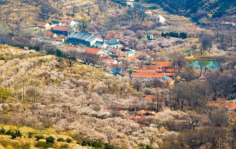 胶南张家楼油画小镇图片