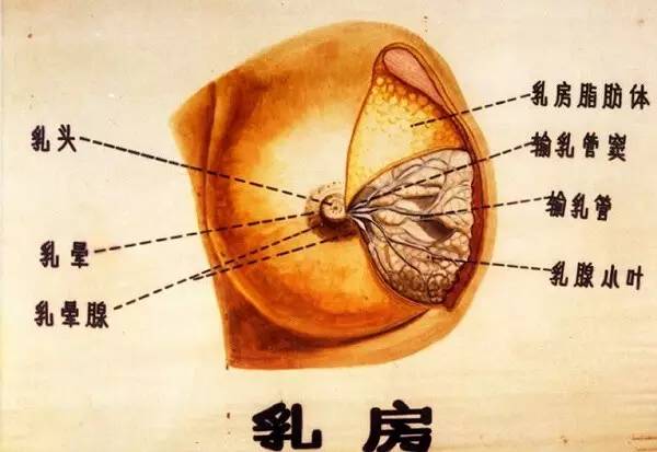 按摩疏通 乳腺 是最重要也是最管用的 (尤其是发育不良导致的平胸~)