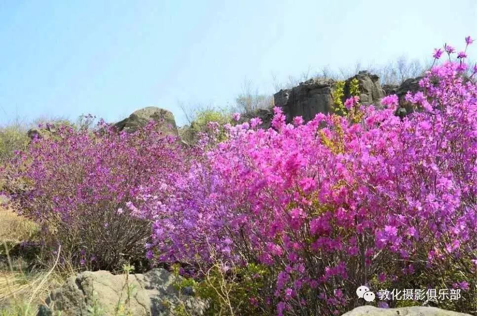 敦化將舉辦首屆金達萊採風節~金達萊花競相開放,美不勝收