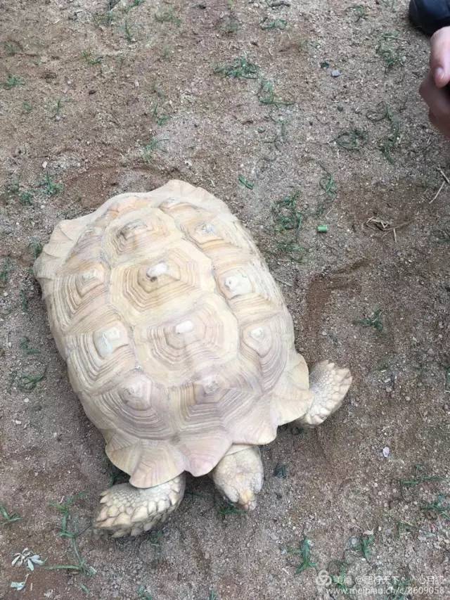 顺泰陆龟养殖基地图片