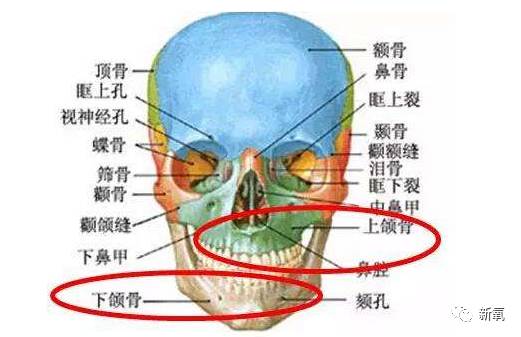 这里看下上颌骨的位置.和颧骨,鼻骨相接.就是图中颜色为绿色的骨块.