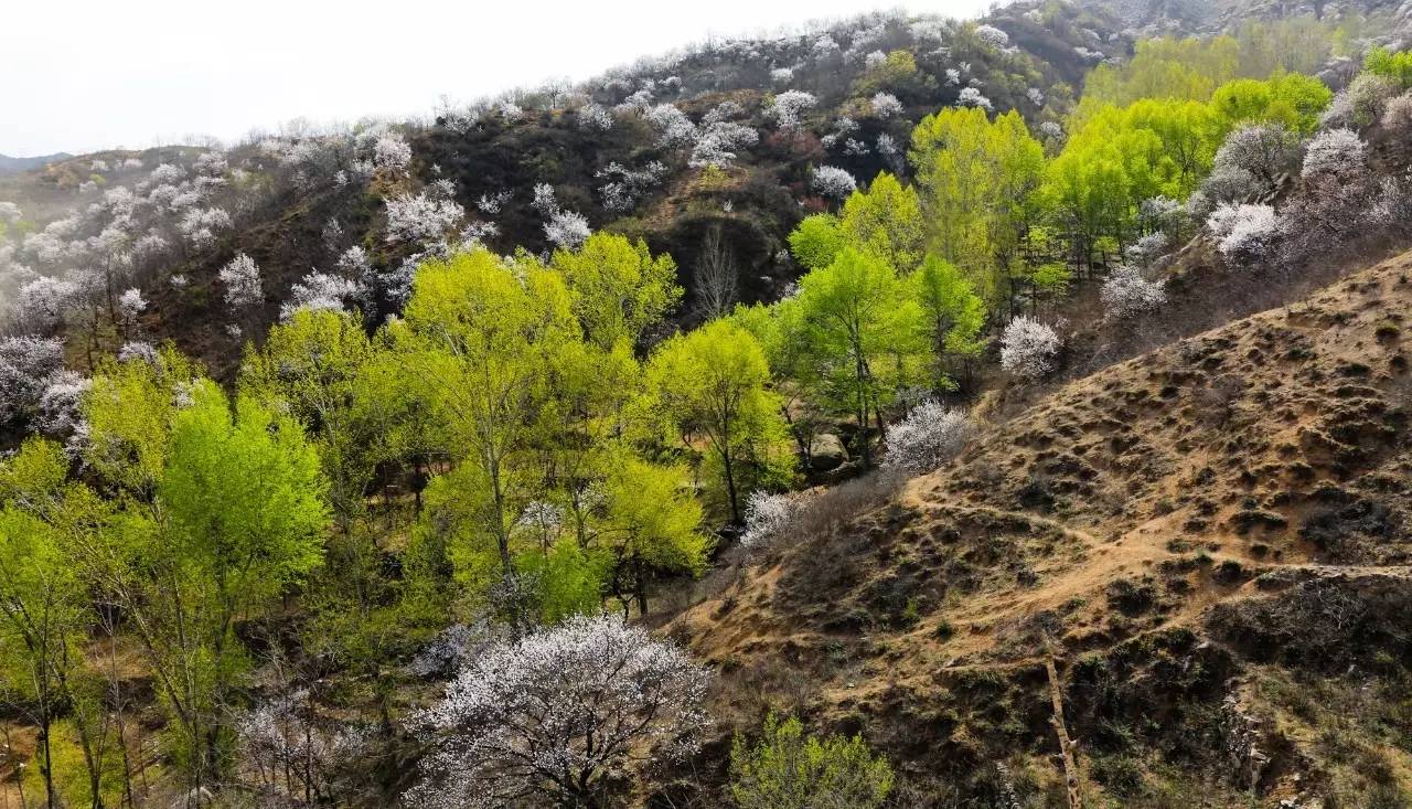 以石為鄰,與花為伴——春遊易縣八百山