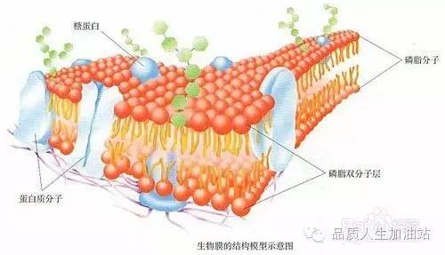 卵磷脂结构图片图片