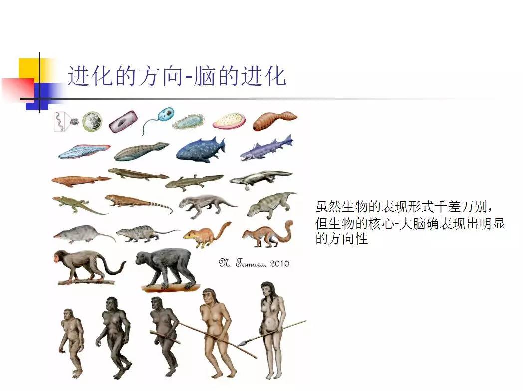 五种进化论图示图片