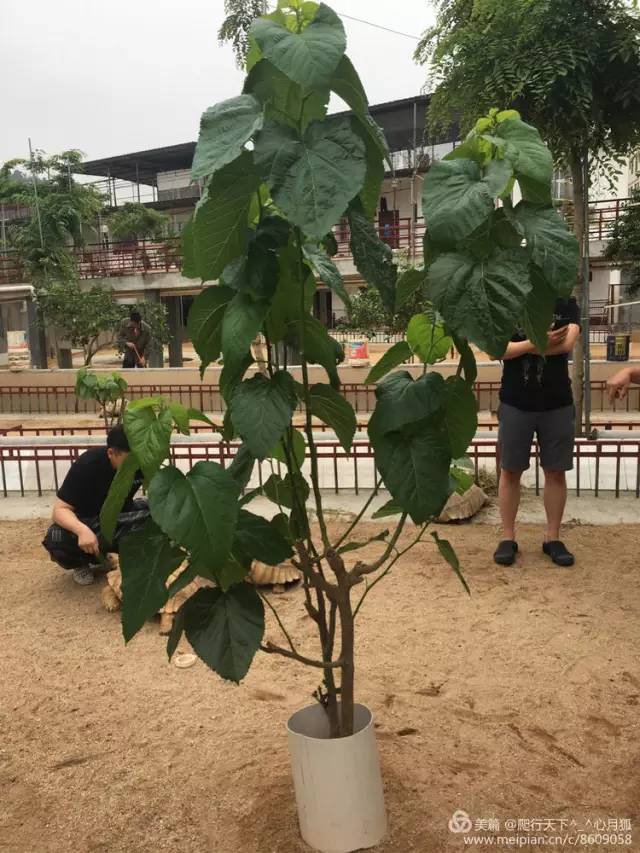 顺泰陆龟养殖基地图片