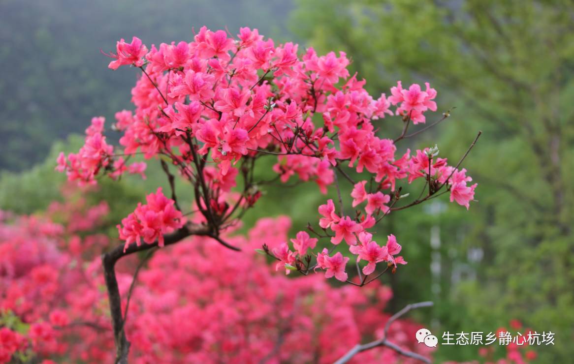 姚村花本人照片图片