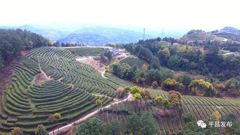 很多朋友都說 平昌茶 回味無窮對李縣長的推介也 意猶未盡所以,貼心的