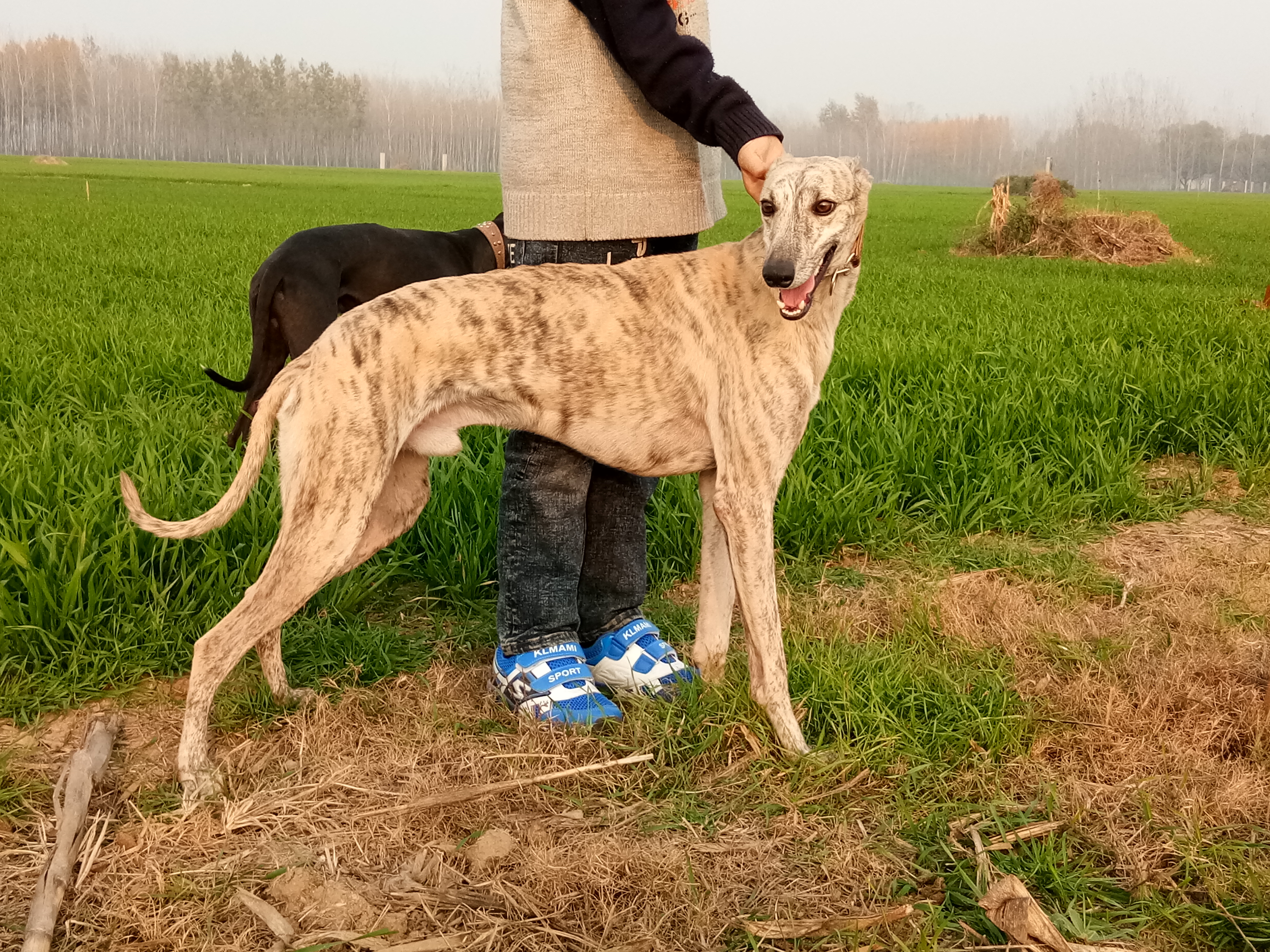 经验灵性,防疫状况,健康程度,各种系列的猎兔犬,比如格力犬,灵缇