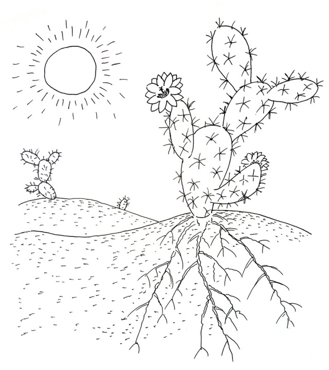 沙漠里的植物手绘图片