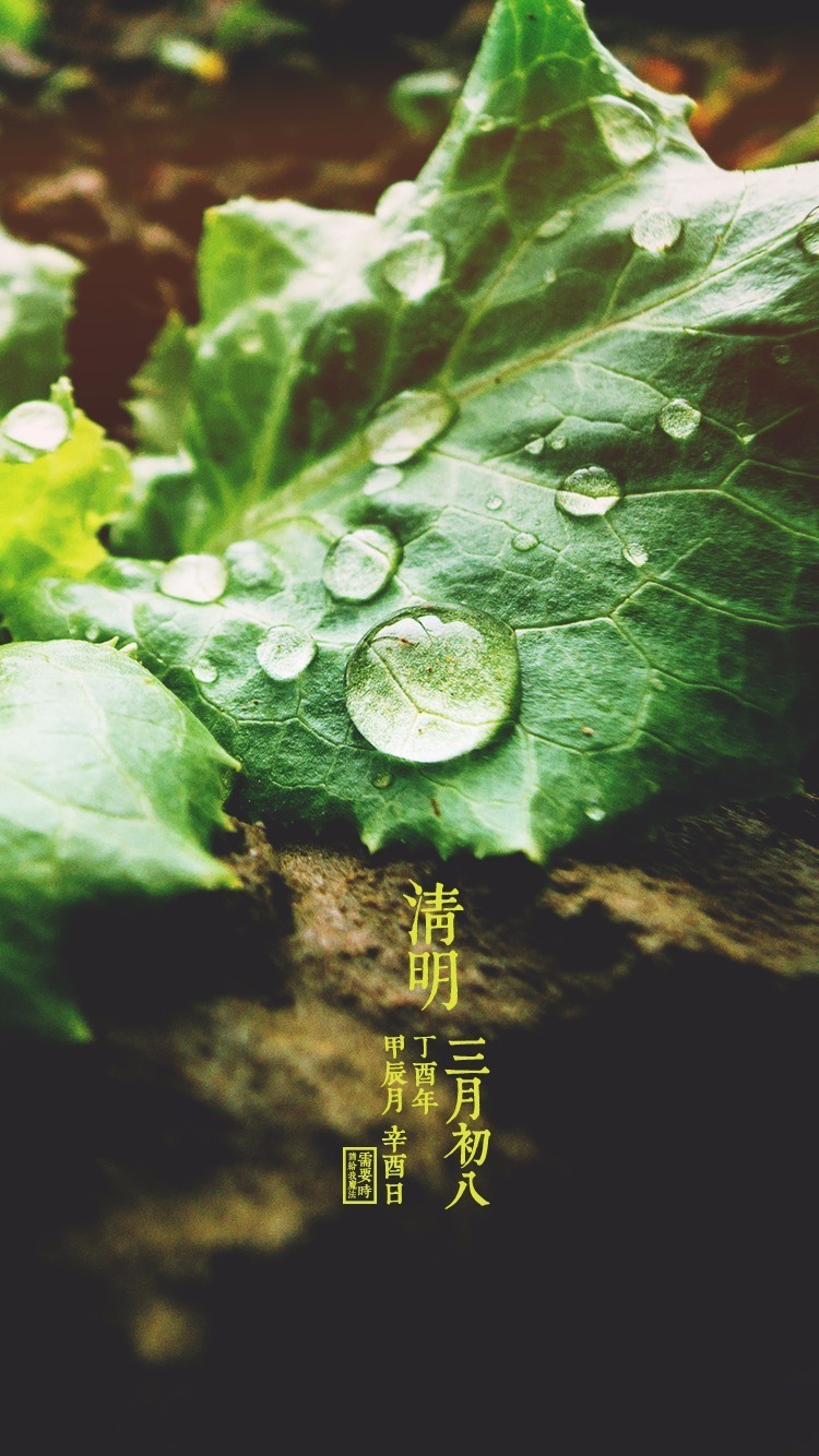 【壁纸·节气·清明·谷雨"鸟弄桐花日,鱼翻谷雨萍.