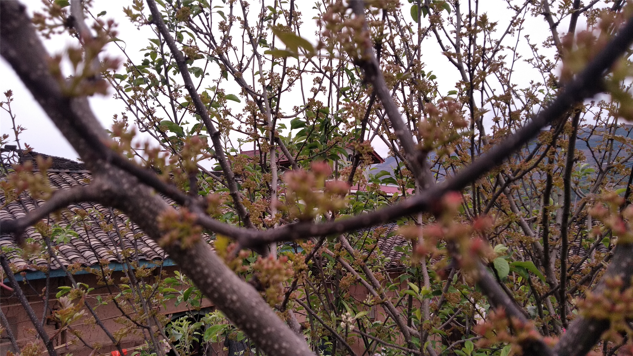 花椒开花了,我们可不可以种上几棵这种"宝树"