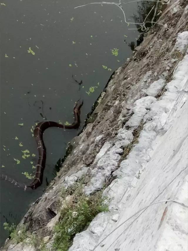 洪泽湖水底有大蛇图片