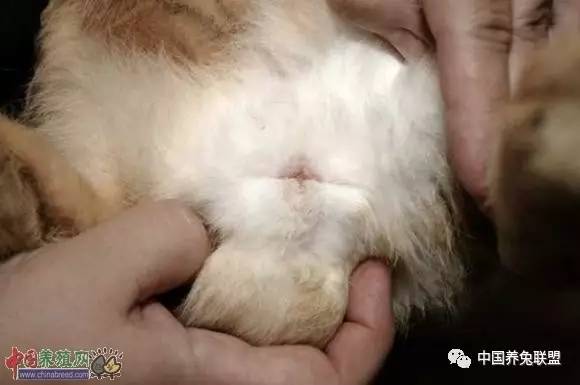 兔子睾丸肿大图片