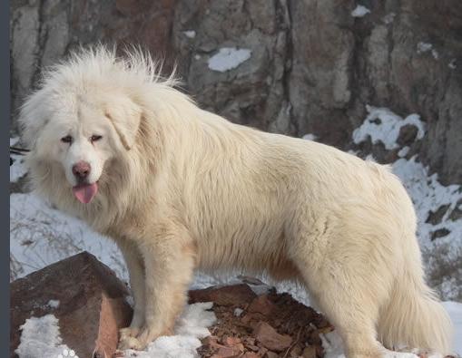 白色藏獒图片雪獒图片