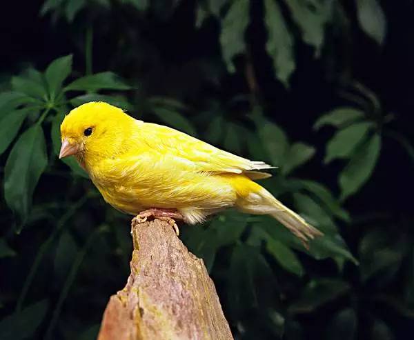 「金絲雀」「文鳥」「蠟嘴鳥」「畫眉鳥」「華麗孔雀服」是不是按捺不