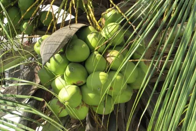 海南椰子真实图片