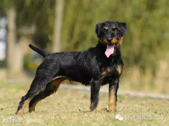 德国猎梗犬平毛大胡子图片