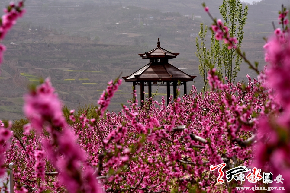 秦安桃花会中国桃乡秦安赏花正当时