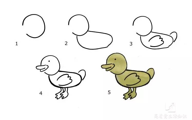 一步一步教你画鸭子图片
