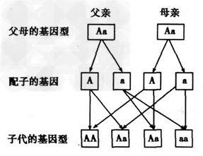 基因遗传图 图解图片