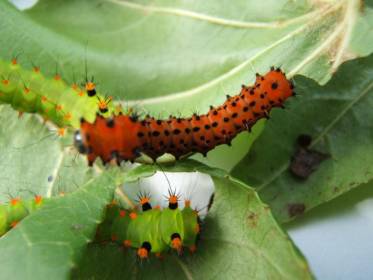 7 柳蚕(actias selene ningpoana)绿尾大蚕蛾(图片来源:百度图片)柳