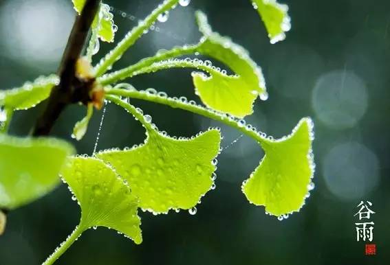 谷雨时节养生知多少