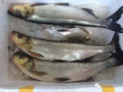 青石斑魚(青斑)