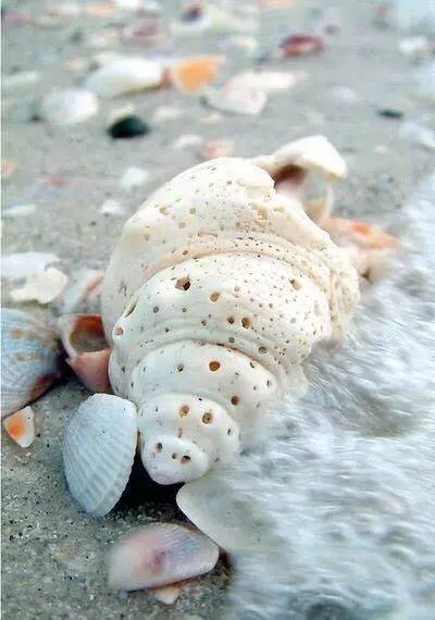 沙滩上的贝壳千奇百怪图片