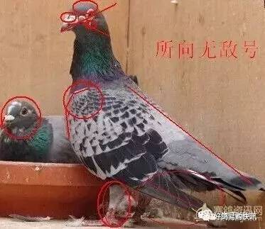 邓文敏鉴鸽公母手法图图片