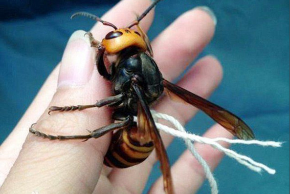 【黄蜂】又称为胡蜂,蚂蜂或马蜂,是一种分布广泛,种类繁多,飞翔