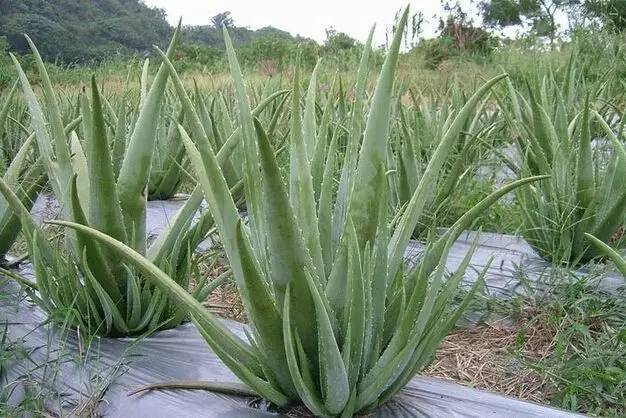 養了這麼多年蘆薈,居然不知道原來蘆薈開花這麼漂亮.