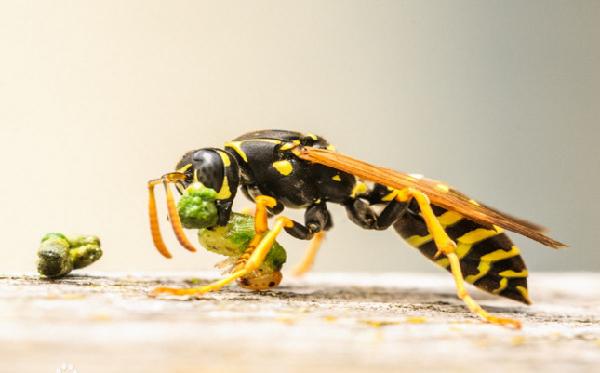 世界上有毒的10种蜂 见到可不要招惹