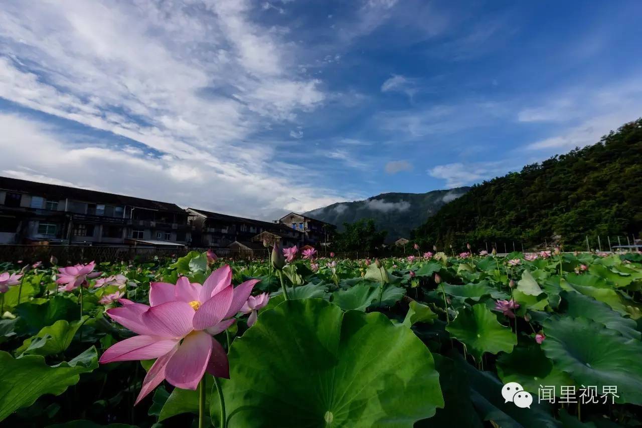 壯觀!瑞安現平流霧景觀,仙氣十足(組圖)