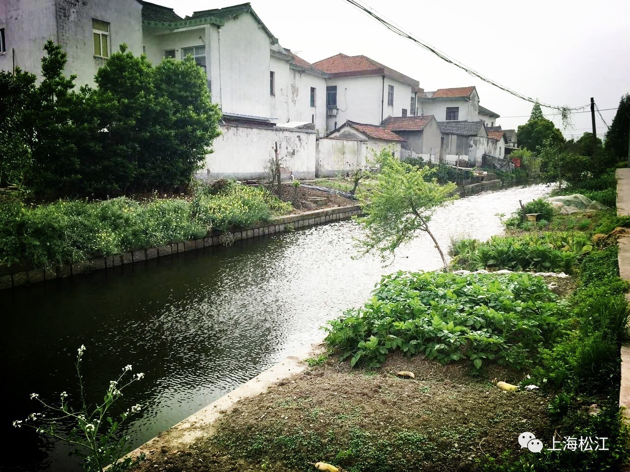 在 石湖荡镇泖新村的张村浜江,一台挖掘机正在河对岸的一家养猪场进行