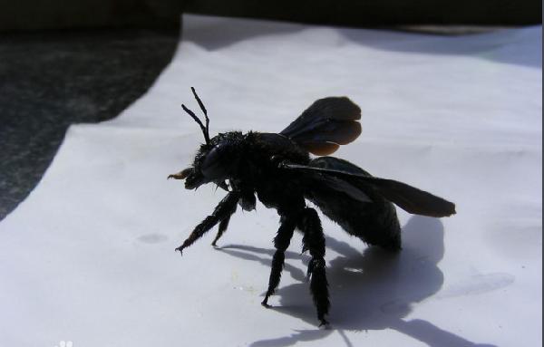 【大黑蜂】身体为黑色,双翅,6足足上有毛,形似马蜂