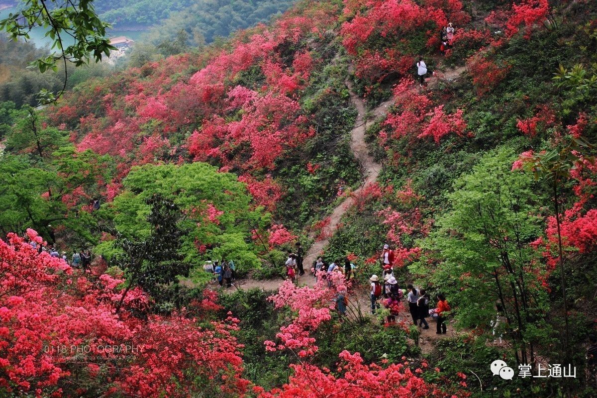 通山大幕山杜鹃花地址图片