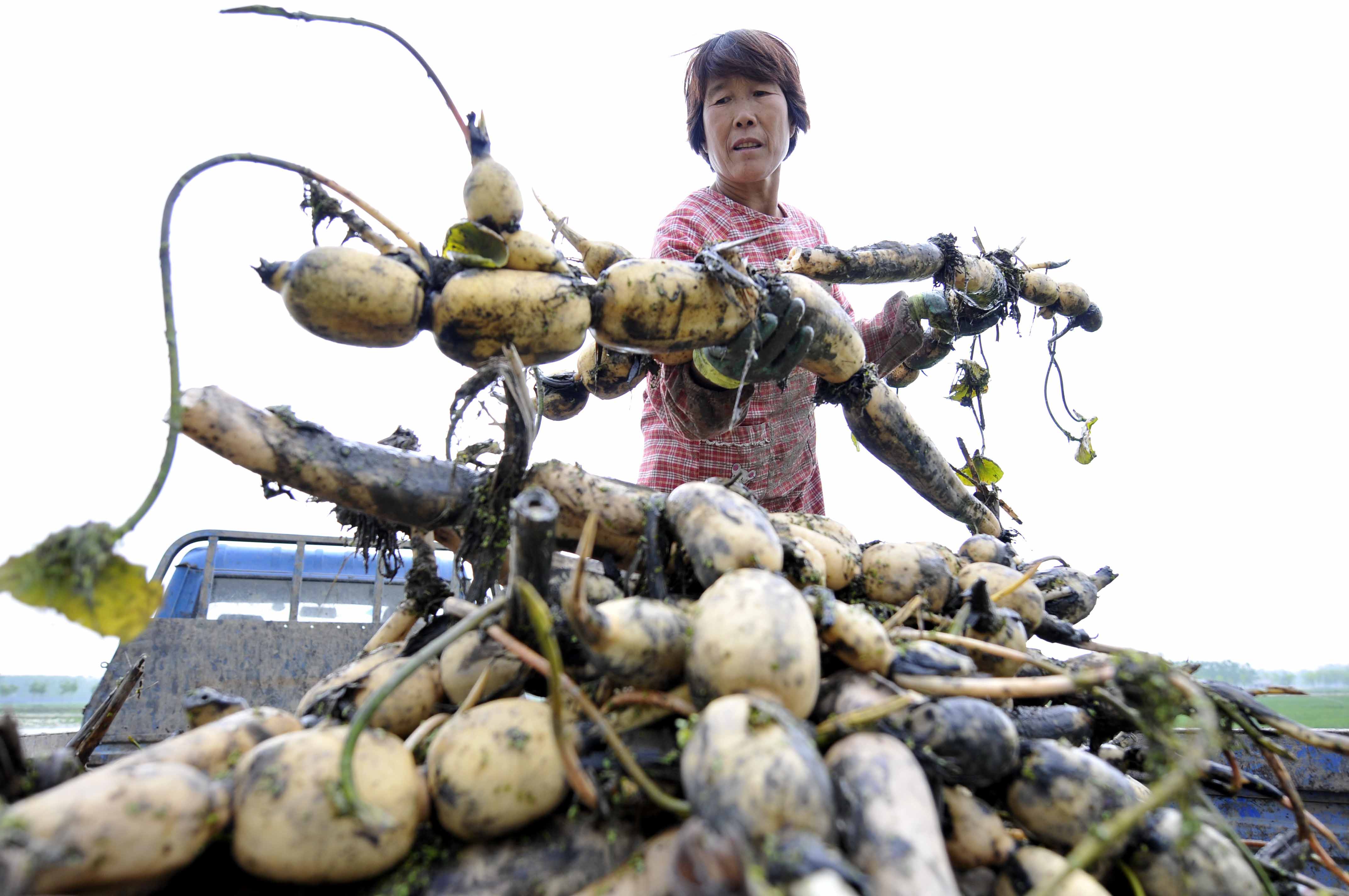 4月21日,山东省郯城县马头镇莲藕种植农民专业合作社社员将采收的"