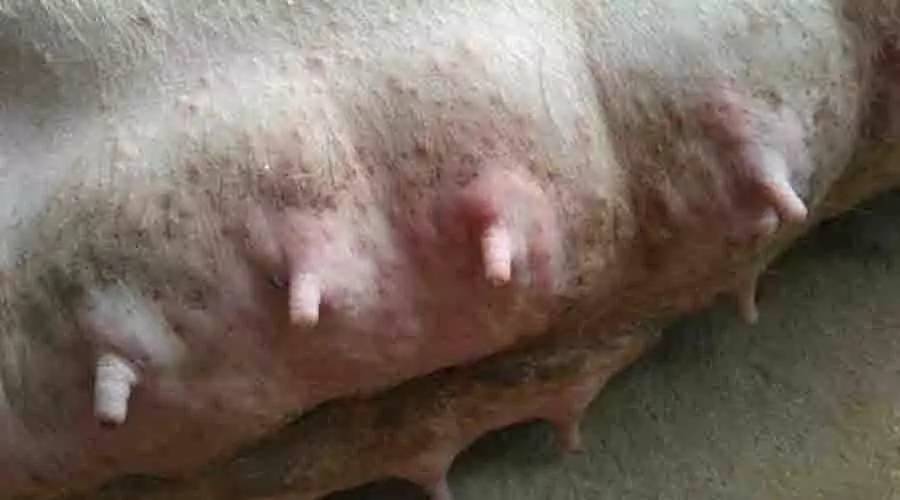 母猪乳房炎症状图片