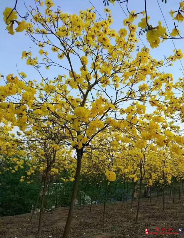 美哭了威远周边这片黄花风铃木大面积绽放花期只有10余天附海量美图