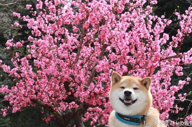 柴犬赏樱集当蠢萌柴遇见美丽的樱花