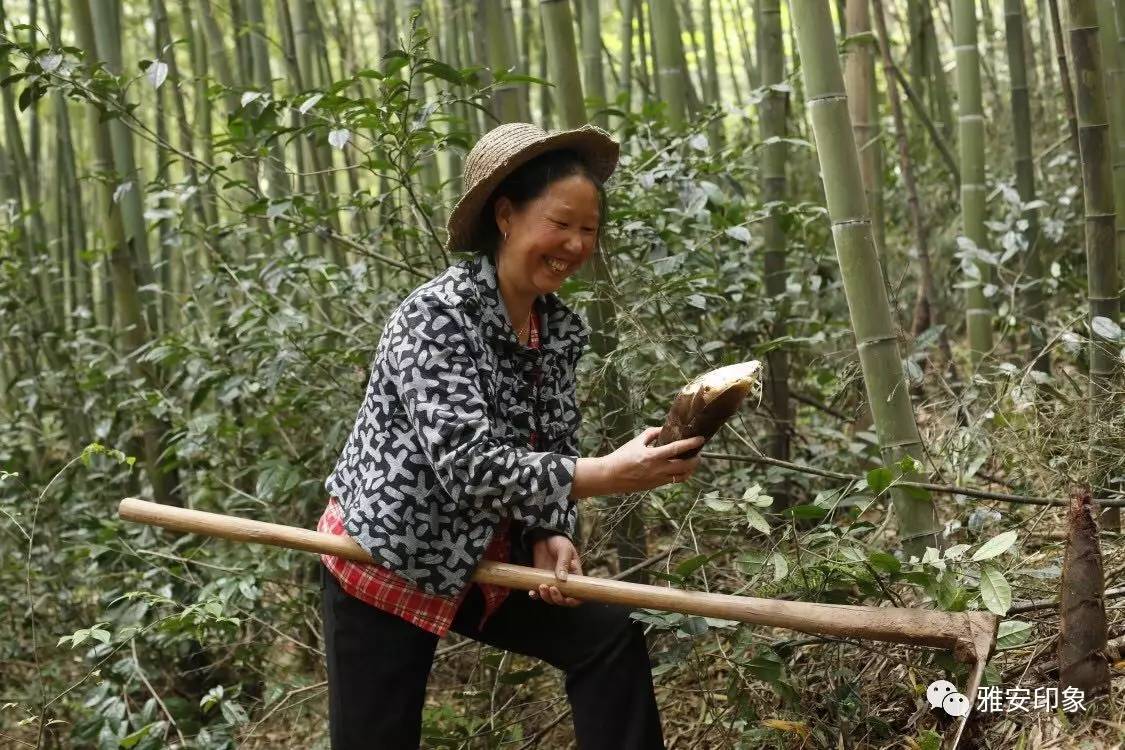 天刚好亮顶着清晨的第一缕阳光一头钻进茫茫竹海,寻找可以收获的竹笋