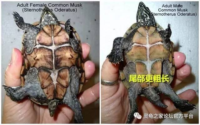 乌龟怎么辨别公母图解图片