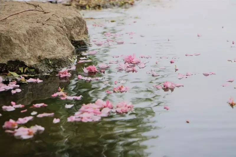 春风十里,不及落花与你