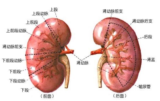 正常肾图各段意义图片