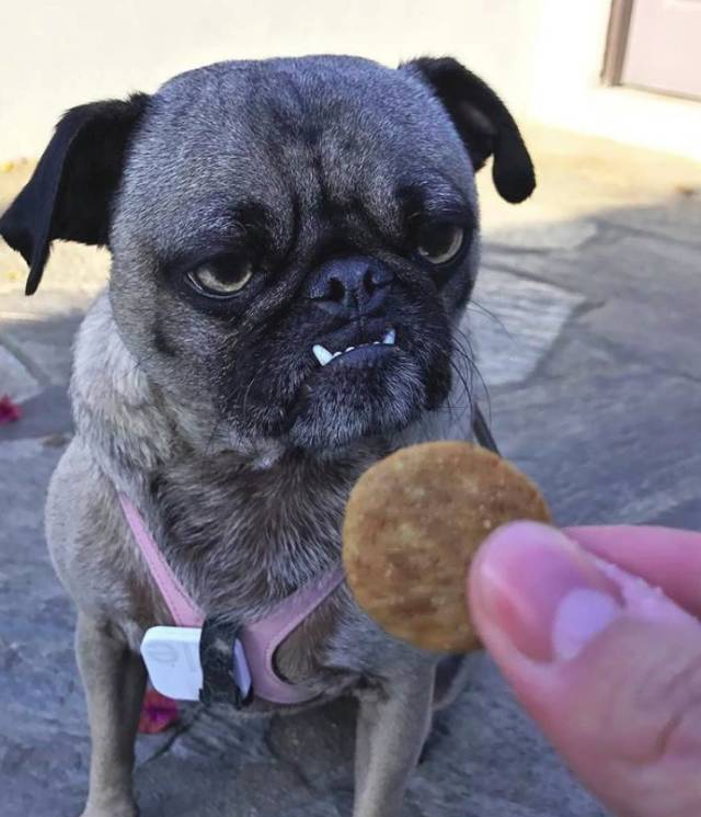 一只表情超凶的巴哥犬,大家本以为它就是长这样,但有一天它竟然笑了!