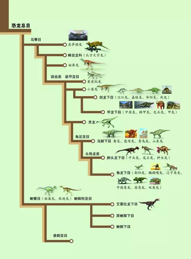 地球生物演化史顺序图图片