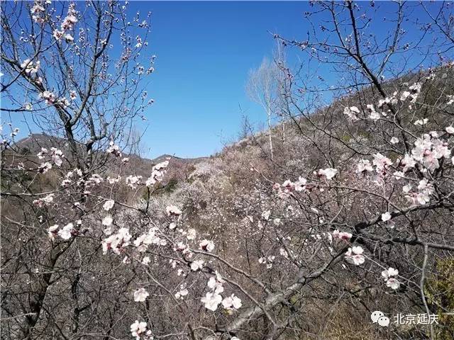 抓住春天的尾巴,来延庆踏清赏花吧