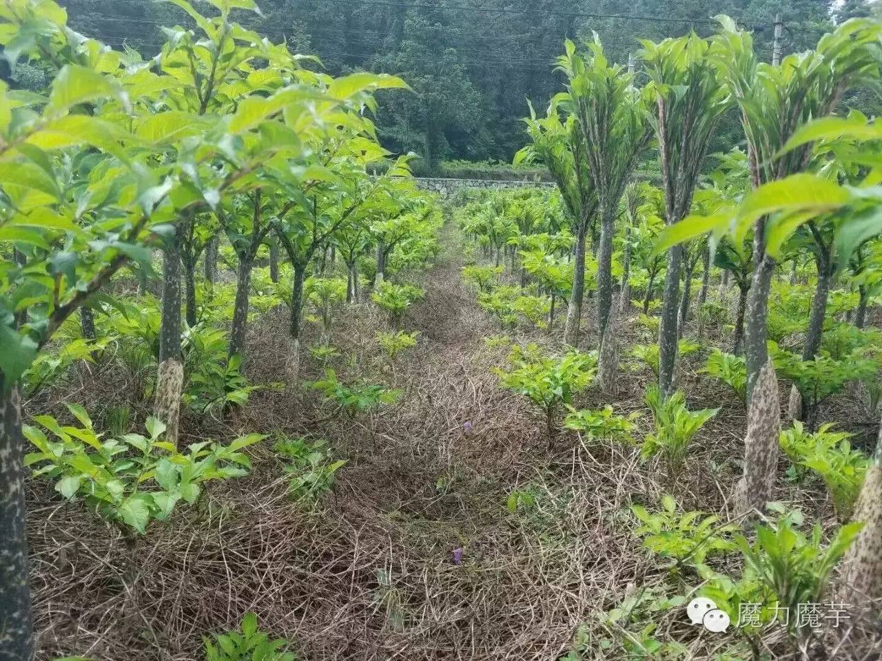 綠肥助魔芋高產