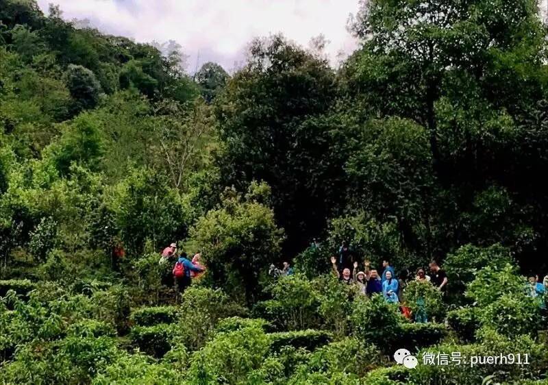 《普洱》杂志第八届茶山行